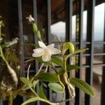 Epidendrum nocturnum Flor