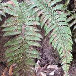 Polystichum californicum