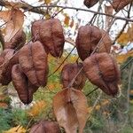 Koelreuteria paniculata Froito