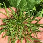 Delphinium carolinianum Leaf