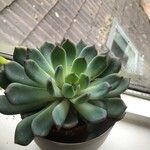 Echeveria colorata List