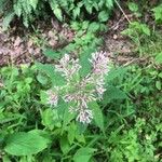 Eutrochium fistulosum Flower