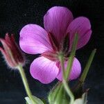 Geranium polyanthes Kvet