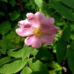 Rosa pendulina Blüte