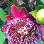 Passiflora alata Flower