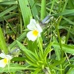 Viola arvensis Floare