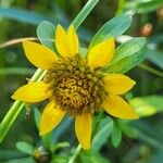 Bidens cernua Квітка