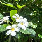 Plumeria obtusaŽiedas