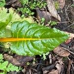 Beta vulgaris Leaf