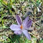 Crocus corsicus Flower