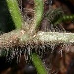 Gurania bignoniacea Lubje