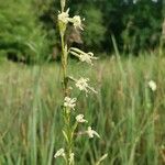 Silene tatarica Blomma