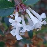 Osmanthus delavayi Virág