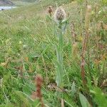 Centaurea uniflora Frutto