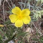 Helianthemum syriacum Fleur