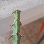 Euphorbia schinzii Rinde