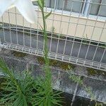 Lilium formosanum Φύλλο