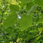 Hovenia dulcis Habitus