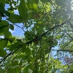 Ostrya carpinifolia Blad