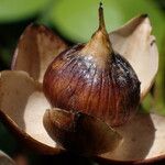 Decalobanthus peltatus Fruit