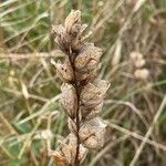 Rhinanthus minor Fruit