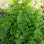 Chenopodium bonus-henricus Leaf