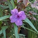 Ruellia simplexΛουλούδι