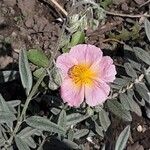 Helianthemum apenninum Flower