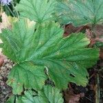 Pelargonium schizopetalum Hostoa