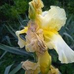 Iris barbatula Virág