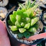 Haworthia cymbiformis Yaprak