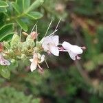 Hebe brachysiphon Fula