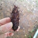 Pseudotsuga menziesii Gyümölcs