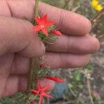 Ipomopsis aggregata Flor