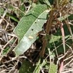 Boscia mossambicensis Hoja