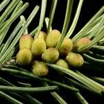 Abies sibirica Fruit