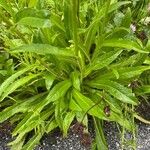 Crepis biennis Leaf