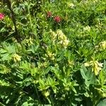 Astragalus frigidus Virág
