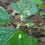 Collinsonia canadensis Blüte