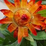 Xerochrysum bracteatum ᱮᱴᱟᱜ