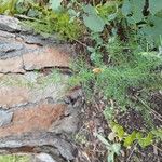 Asparagus acutifolius葉