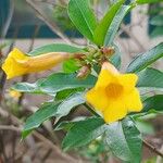 Allamanda schottii Flower