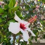Hibiscus genevii Blomst