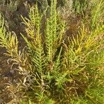 Arthrocnemum macrostachyum Likasa