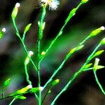 Symphyotrichum subulatum Flor