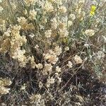 Helichrysum rupestre