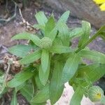 Calendula officinalis Leaf
