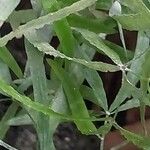 Asparagus falcatus Лист