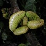 Castilla elastica Fruchs