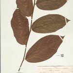 Casimirella rupestris Hoja